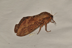 Oxycanus sphragidias