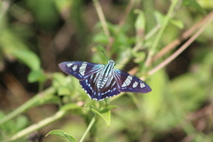 Phocides belus