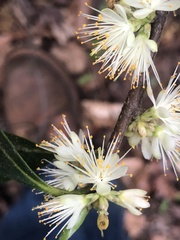 Symplocos tinctoria image