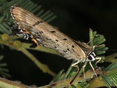 Jalmenus ictinus