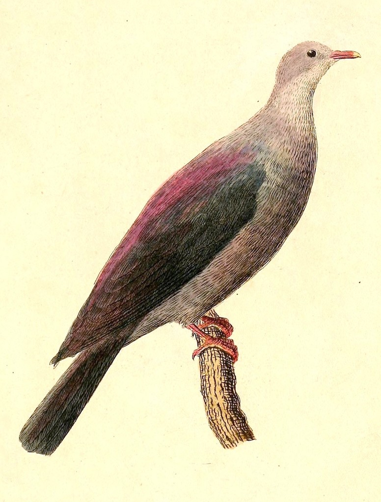 Bonin Pigeon (Columba versicolor) photo