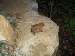 Bufo verrucosissimus