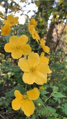 Kerria japonica