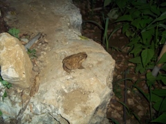 Bufo verrucosissimus