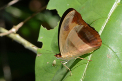 Catonephele salacia