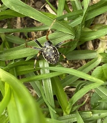 Araneus granadensis