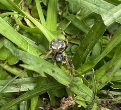 Araneus granadensis