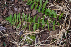 Dryopteris × boottii