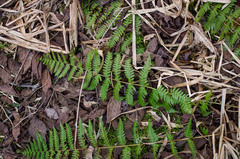 Dryopteris × boottii