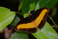 Catonephele salacia