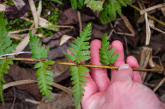 Dryopteris × boottii