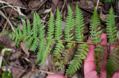 Dryopteris × boottii