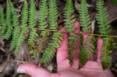 Dryopteris × boottii