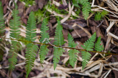 Dryopteris × boottii