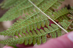 Dryopteris × boottii