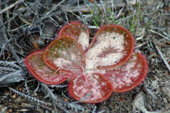 Drosera magna