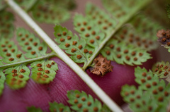 Dryopteris × boottii