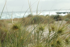 Spinifex longifolius