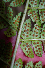 Dryopteris × boottii