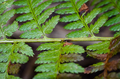 Dryopteris × boottii