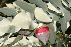 Eucalyptus macrocarpa