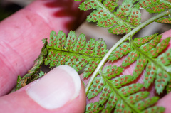 Dryopteris × boottii