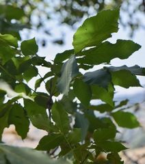 Carya ovata mexicana