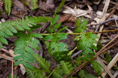 Dryopteris × boottii