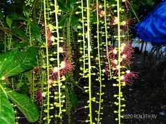 Barringtonia acutangula