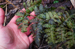 Dryopteris × dowellii