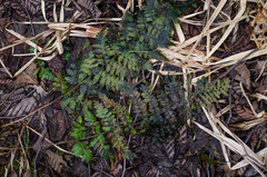 Dryopteris × dowellii