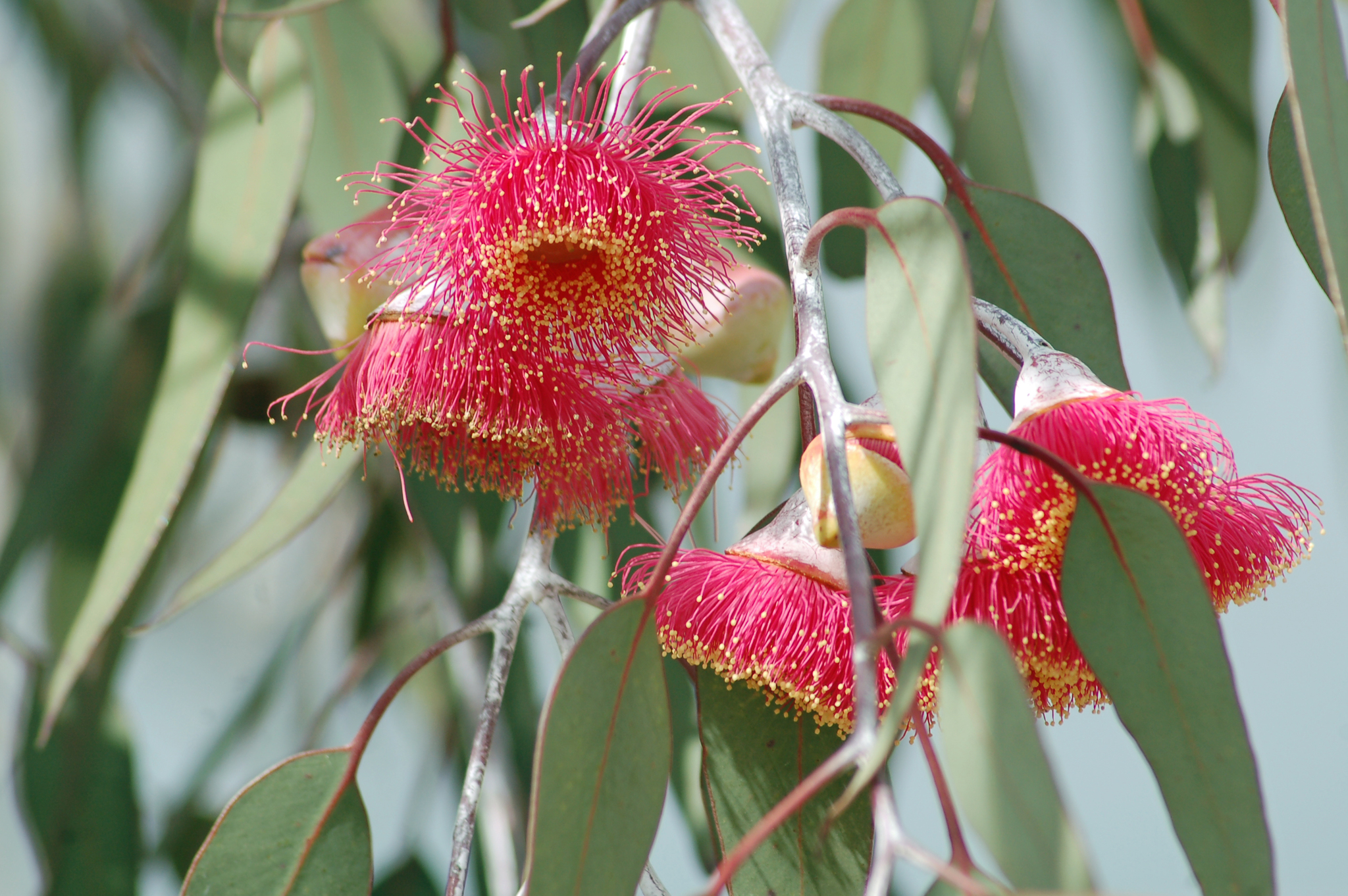 Eucalyptus caesia