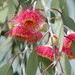 Eucalyptus caesia - Photo (c) Sue Jaggar, some rights reserved (CC BY-NC-ND), uploaded by Sue Jaggar