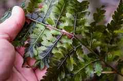 Dryopteris × dowellii