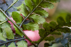 Dryopteris × dowellii