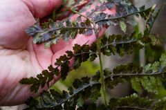 Dryopteris × dowellii