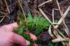 Dryopteris × dowellii