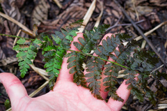 Dryopteris × dowellii