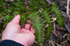 Dryopteris × dowellii