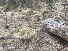 Allium tricoccum