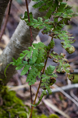 Dryopteris × dowellii