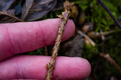 Dryopteris × dowellii