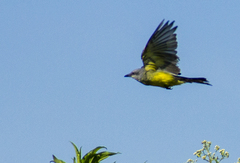 Tyrannus melancholicus