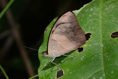 Catonephele antinoe