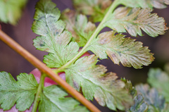 Dryopteris × dowellii