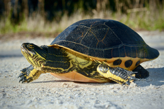 Deirochelys reticularia image