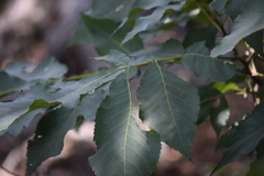 Carya ovata mexicana