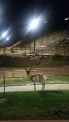 Antilocapra americana