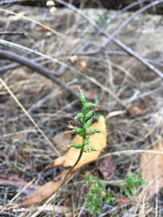 Genoplesium clivicola