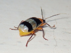 Diabrotica lucifera